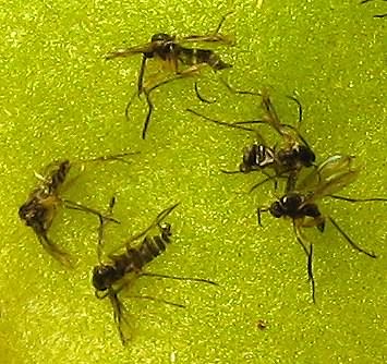 Identify and Control Fungus Gnats