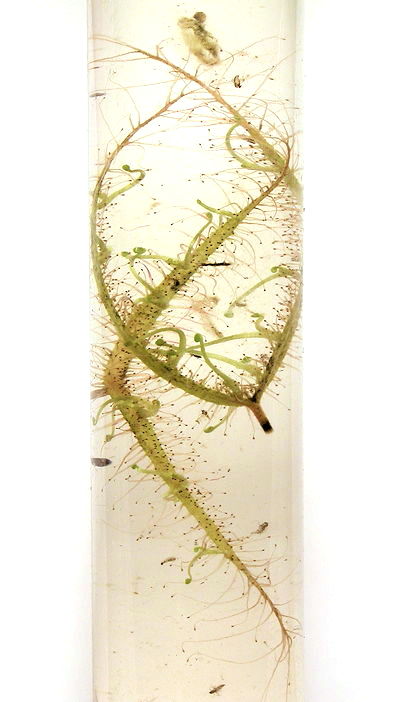 Drosera binata in tube