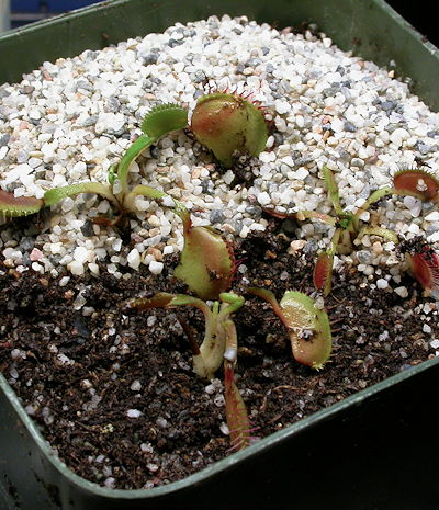 VFT seedlings