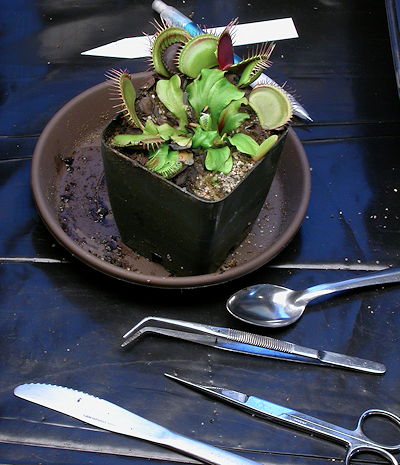 The VFT plant