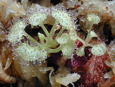 Droser prolifera