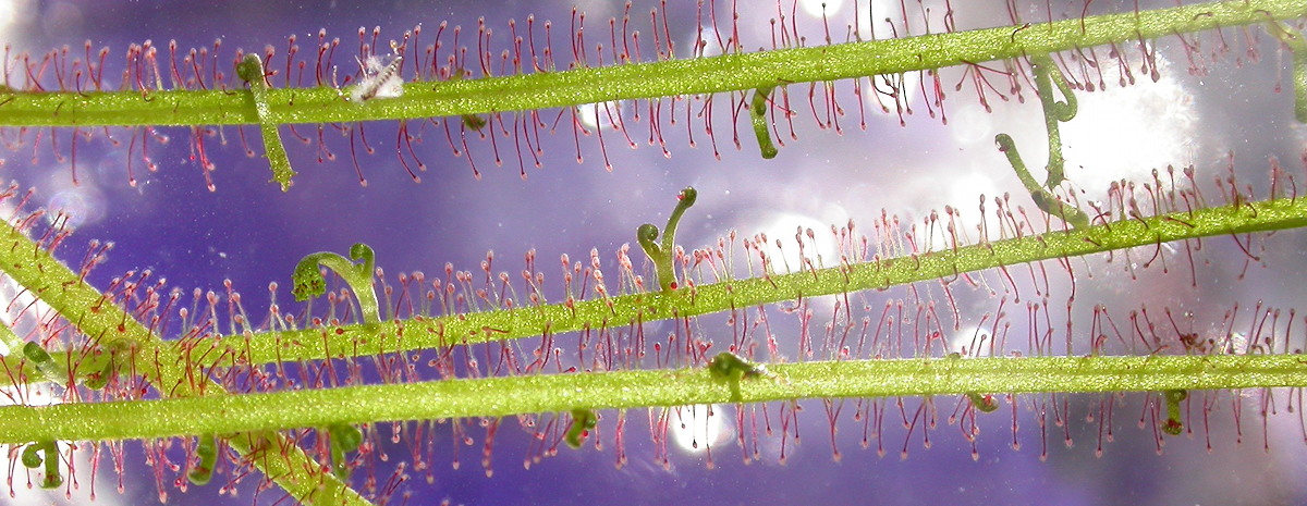 Drosera filiforis leaf cuttings