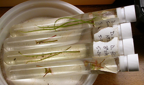 Leaf cuttings in tubes