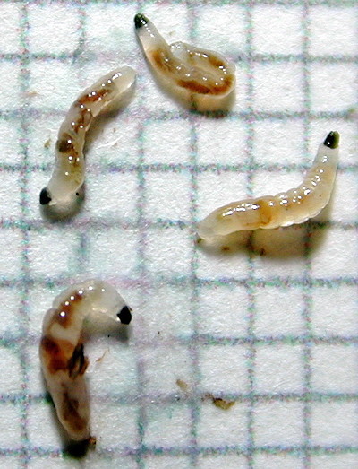 Fungus Gnat Larvae