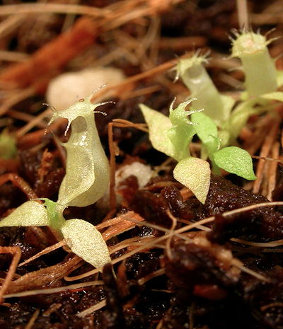 Nepenthes seedlings