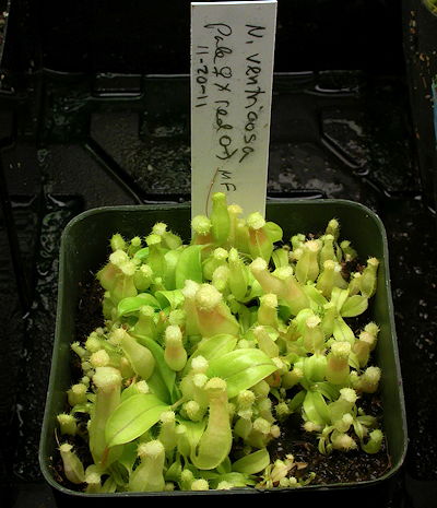 Nepenthes seedlings