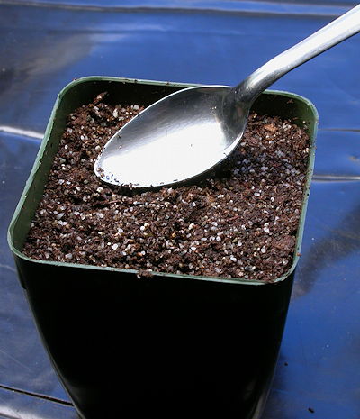 Sowing Seeds Step By Step Icps