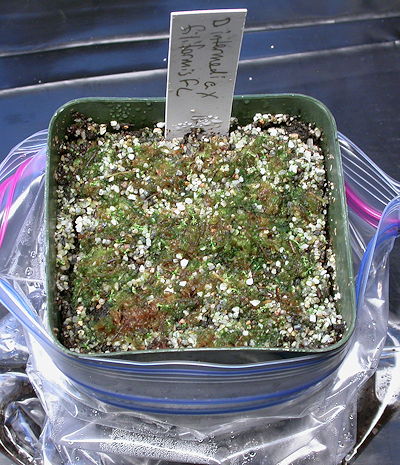 Seedlings