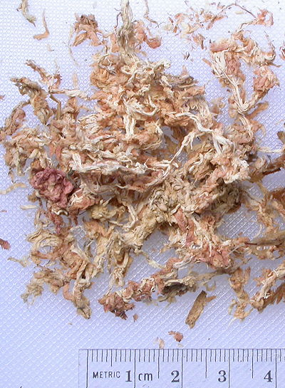 Dried sphagnum moss