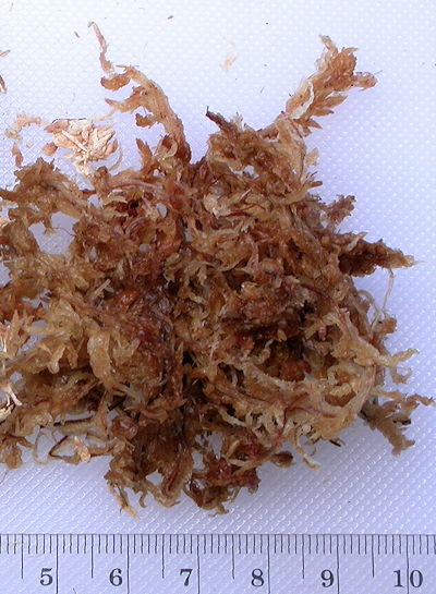 Wet sphagnum moss