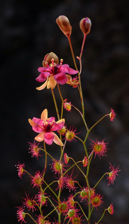 Drosera menziesii