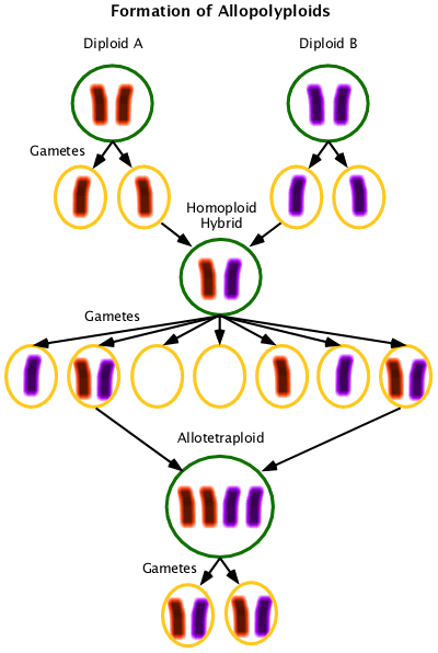 Allopolyploid Formation