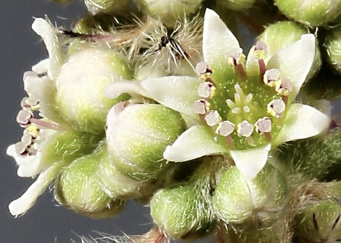 Cephalotus Flowers