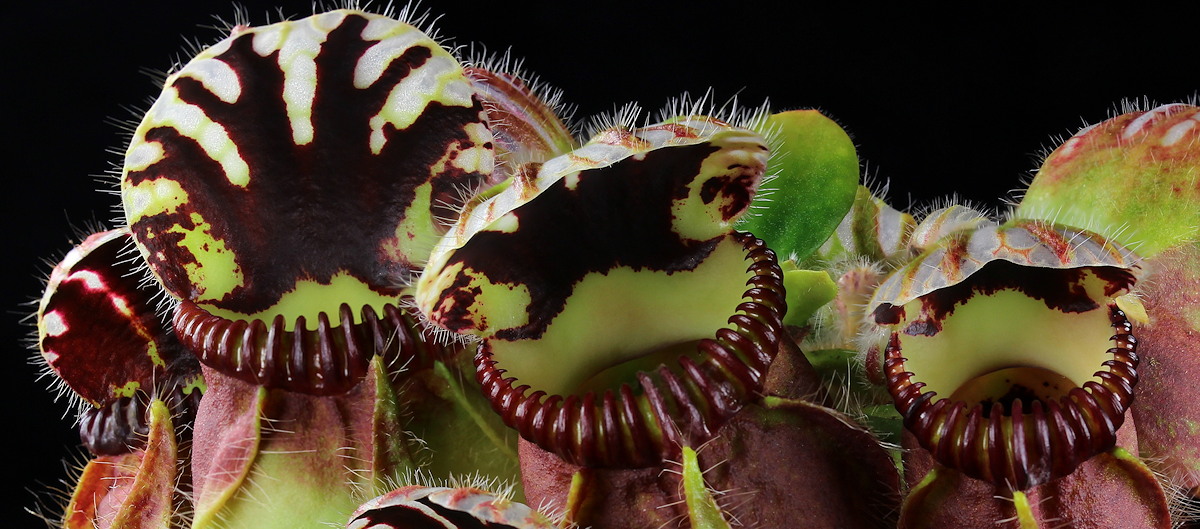 giant carnivorous plants with names