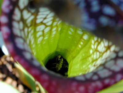 Sarracenia inside