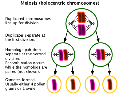 Holocentric chromosome meiosis