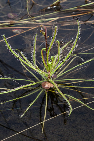 Drosera aquatica