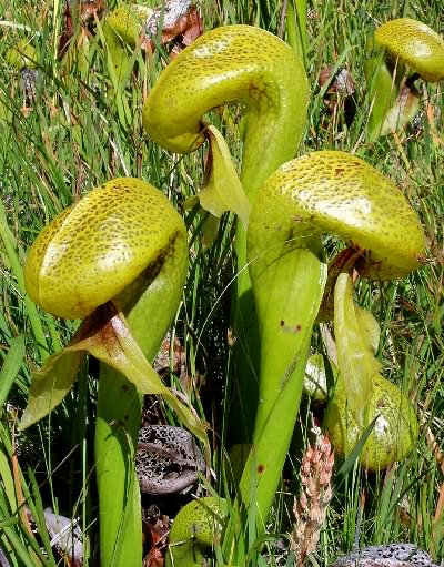 Darlingtonia