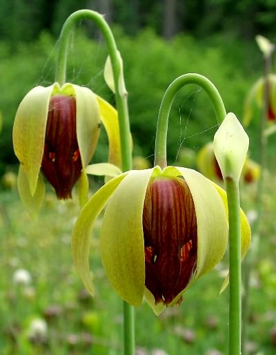 Darlingtonia Flower