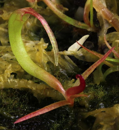 Darlingtonia seedling