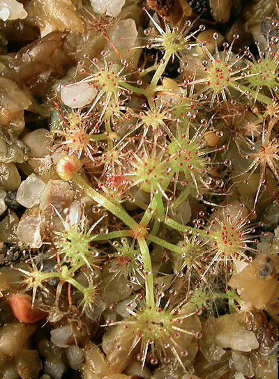 Drosera binata