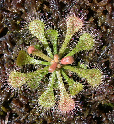 Drosera brevifolia x spatulata