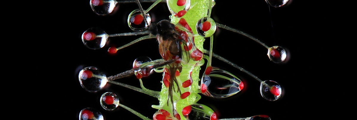 Drosera filiformis with gnat
