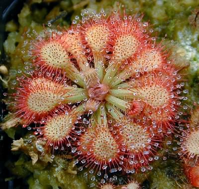 Drosera hirtella