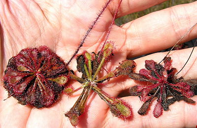 Drosera hybrid