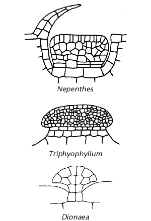 Digestive Glands