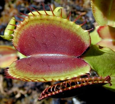 16. Carnivine (BULBAPEDIA, 2019); 17. Dionaea sp. (Imagem retirada de