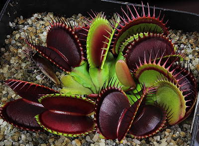 Dionaea muscipula