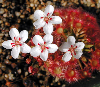 Drosera hybrid