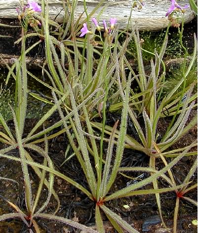 Drosera regia