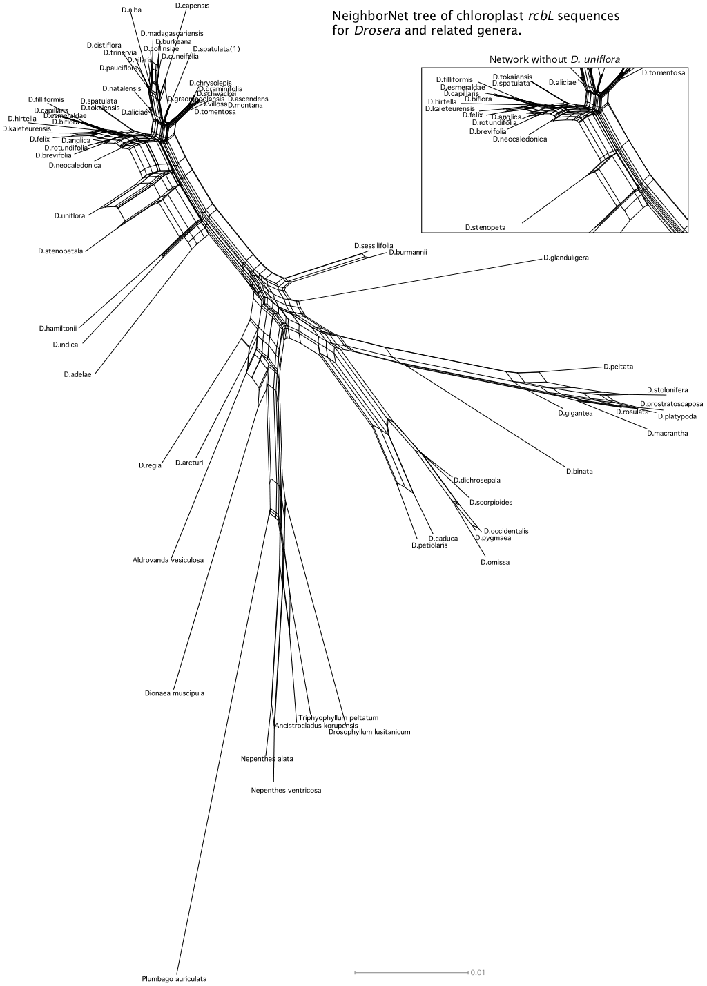 Drosera NeighborNet Phylogeny