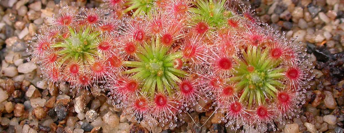 Drosera Chromosomes Icps