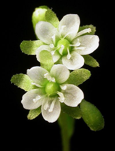 D rotundifolia Flowers