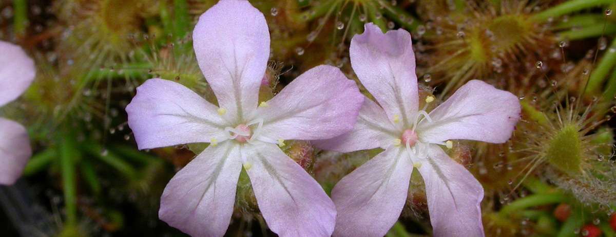 Drosera paleacea