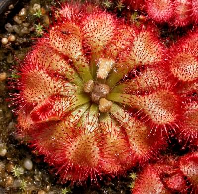 Drosera spatulata HK