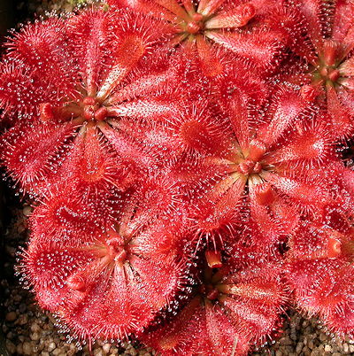 Drosera spatulata