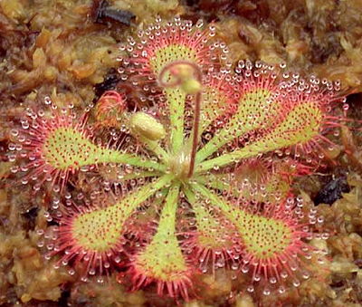 D. spatulata x rotundifolia