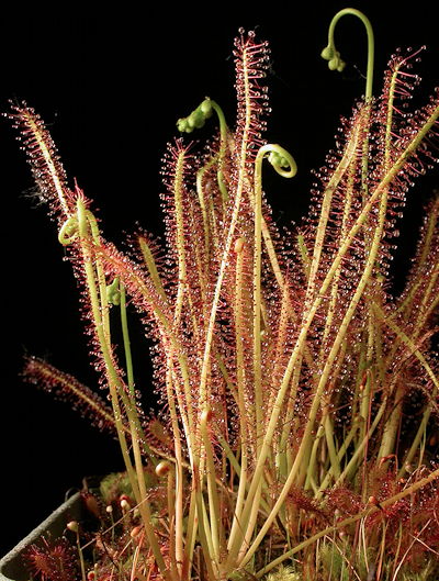 Drosera x hybrida