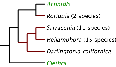 Ericales Phylogeny