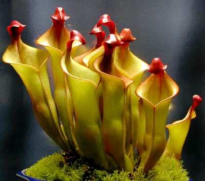 Heliamphora