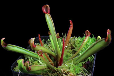 Heliamphora juvenile