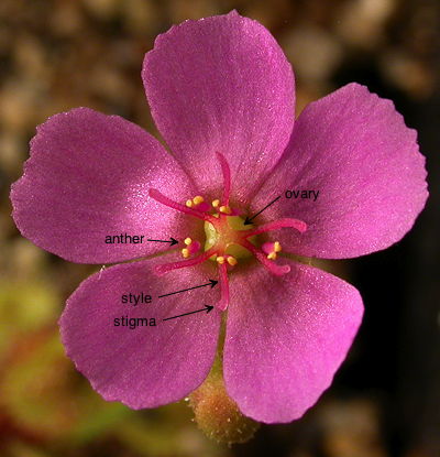 Drosera flower
