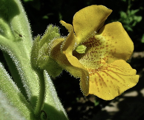 Ibicella lutea