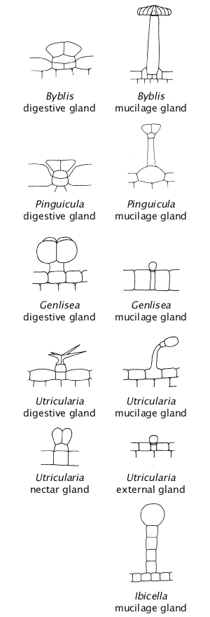 Glands