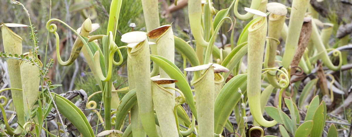 Nepenthes Phylogeny