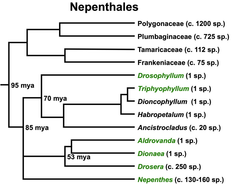 Nepenthales